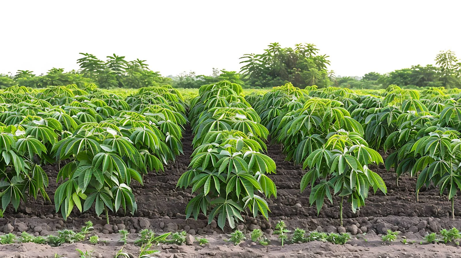 Cassava Farming Overview — free download from Dotvec