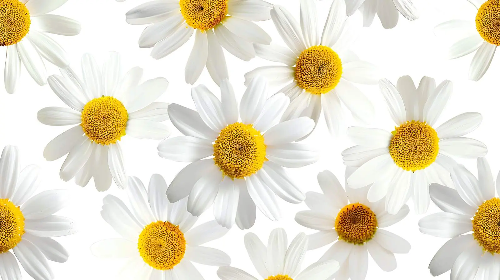 Chamomile Daisy Flowers Pattern Aesthetic Design – free drawn image from Dotvec