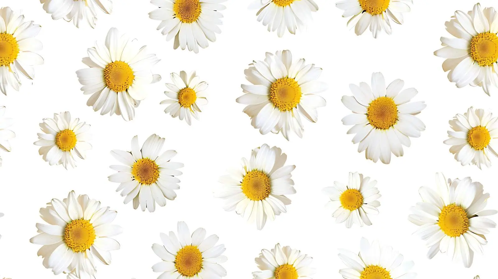 Chamomile Daisy Flowers Pattern on White Background – free seam image from Dotvec