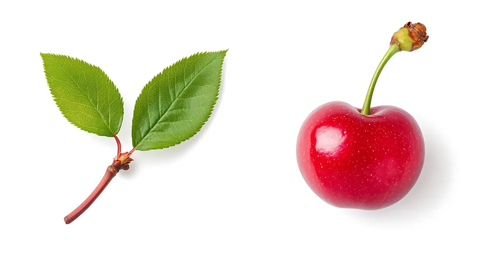 Cherry with Leaf on White Background — free download from Dotvec