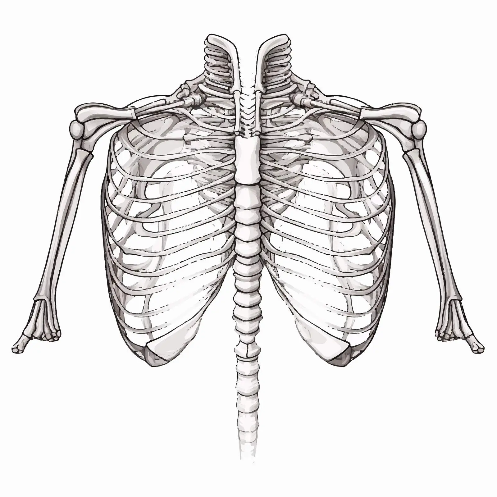 Chest Skeleton Line Vector Illustration on White Background — free download from Dotvec