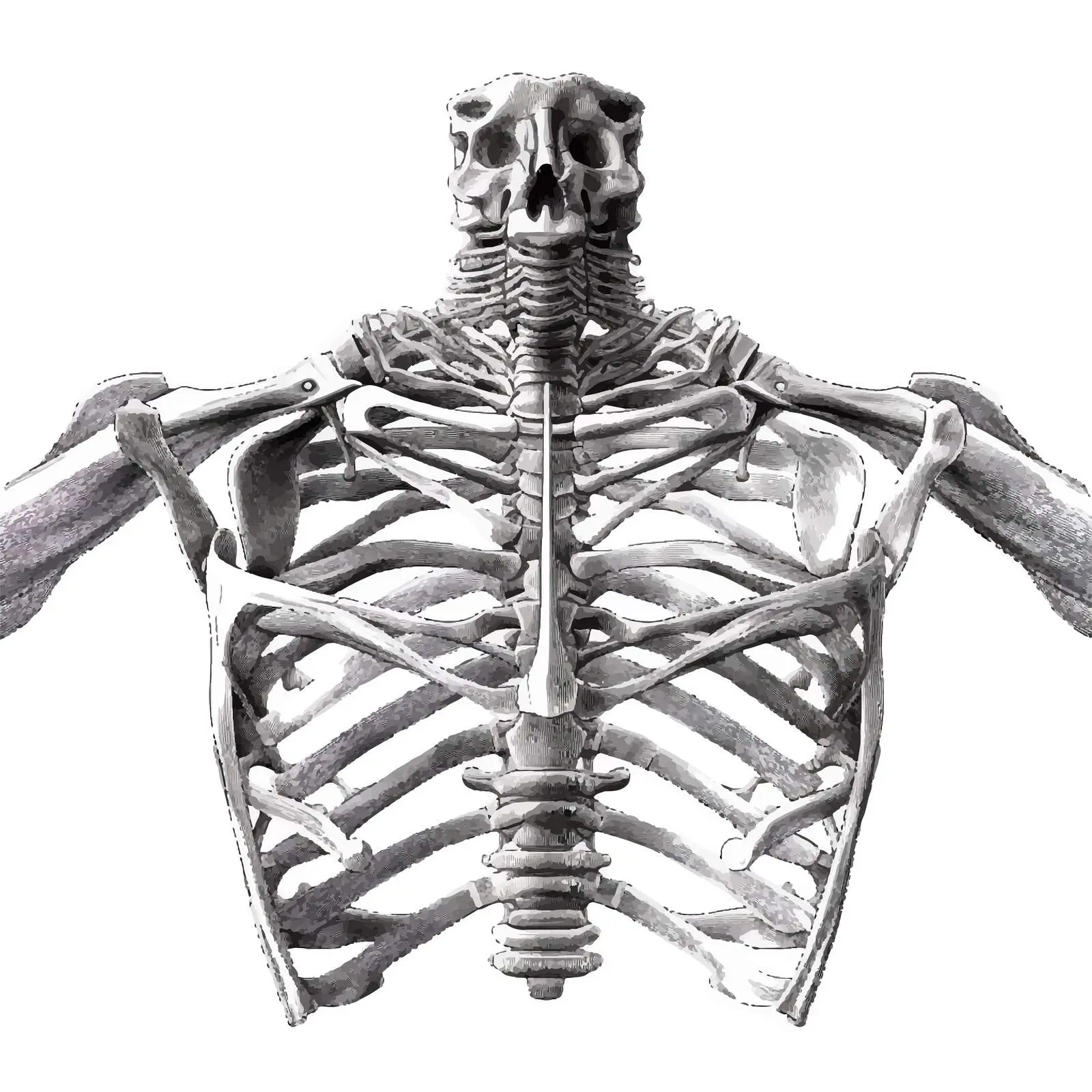 Chest Skeleton Vector Line Illustration on White Background — free download from Dotvec