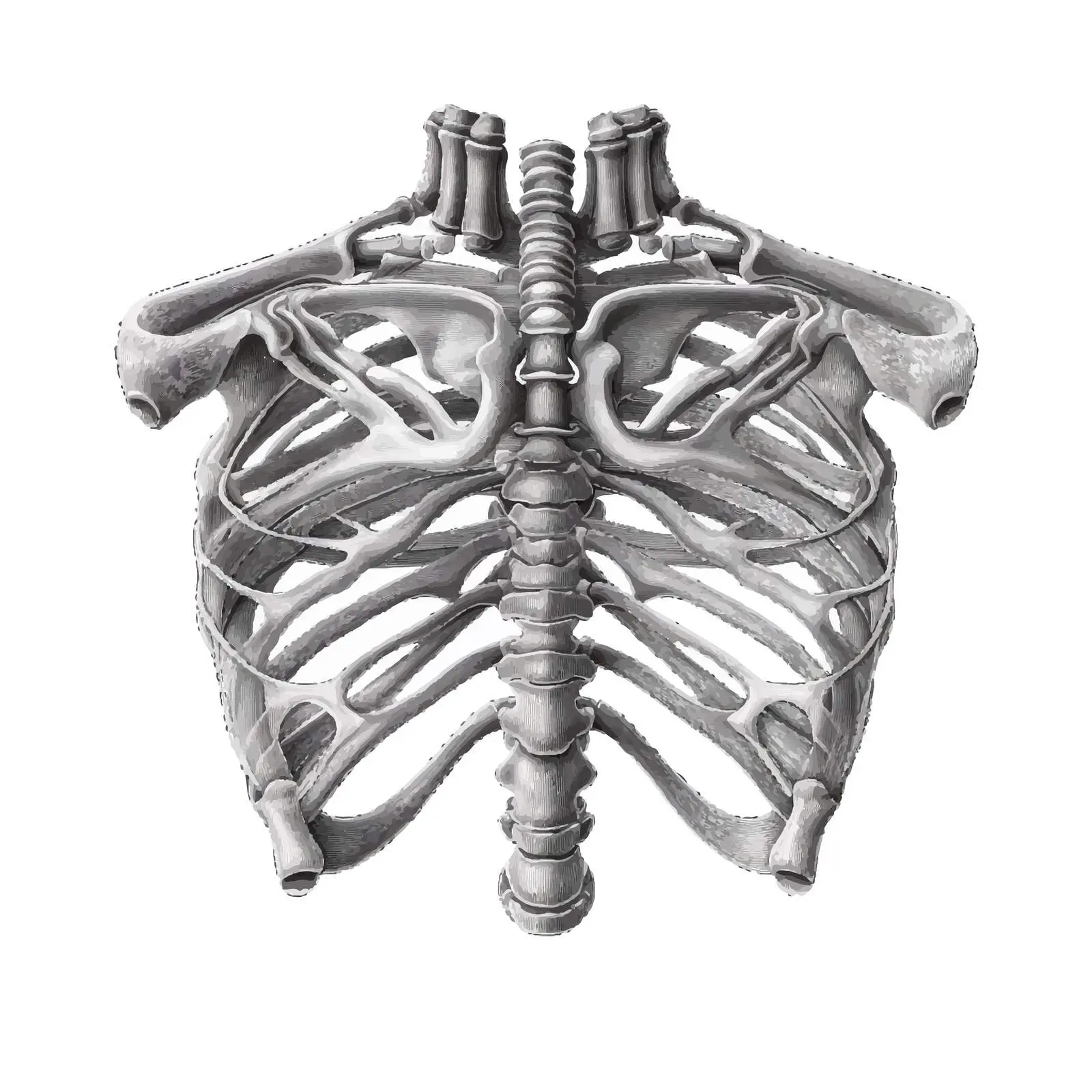 Chest Skeleton Line Vector Illustration on White Background — free download from Dotvec