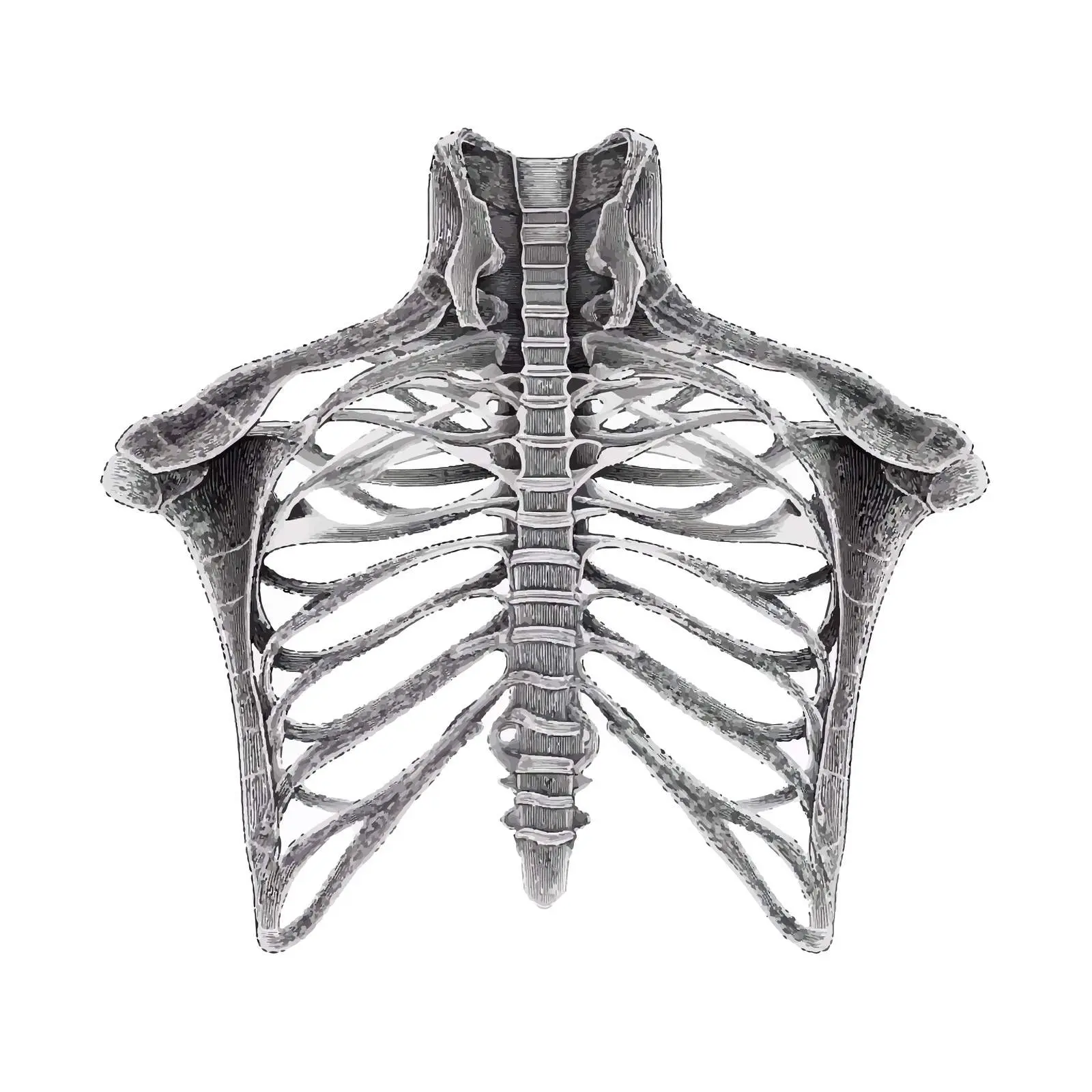 Chest Skeleton Line Vector Illustration — free download from Dotvec