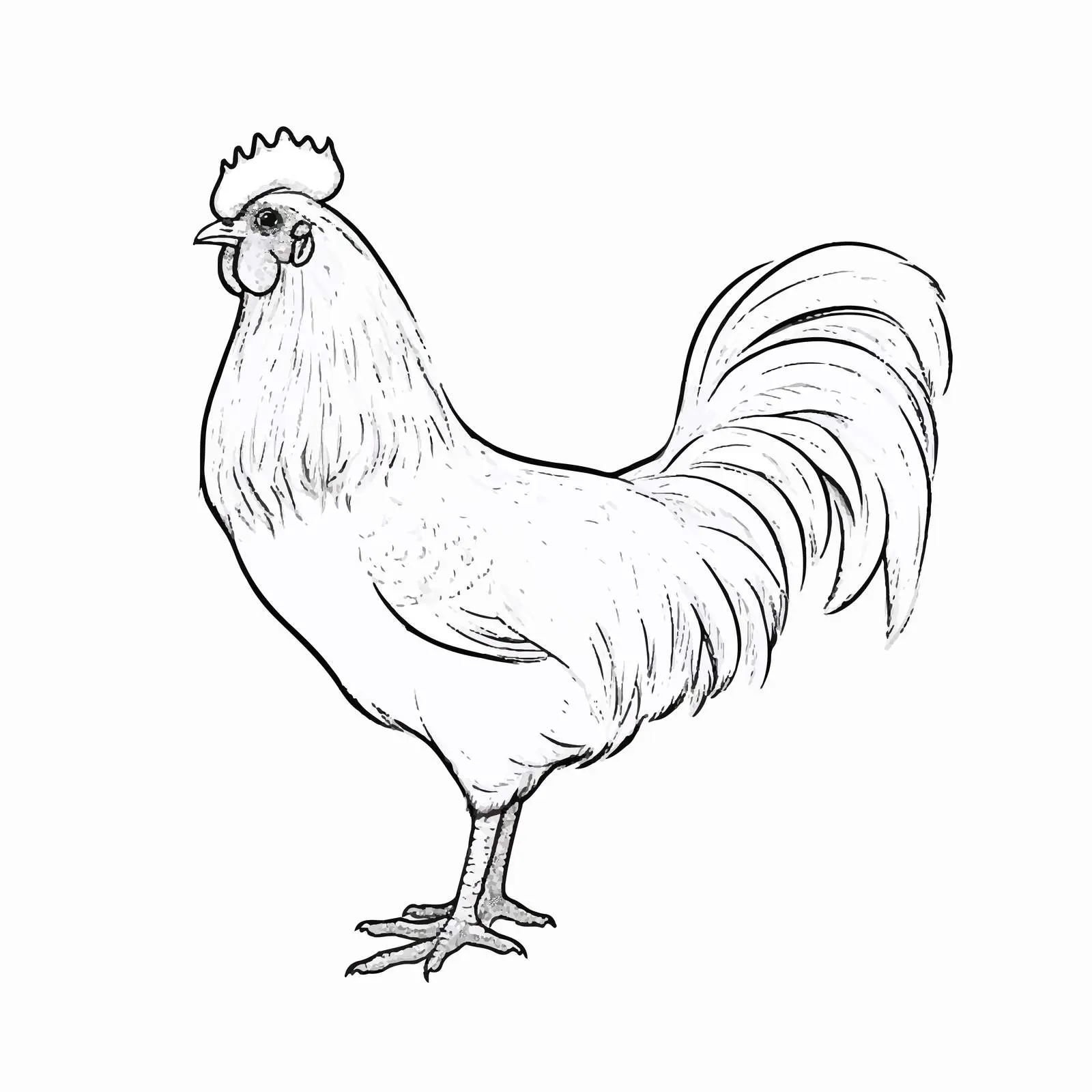Cartoon Chicken Outline Vector Illustration — free download from Dotvec