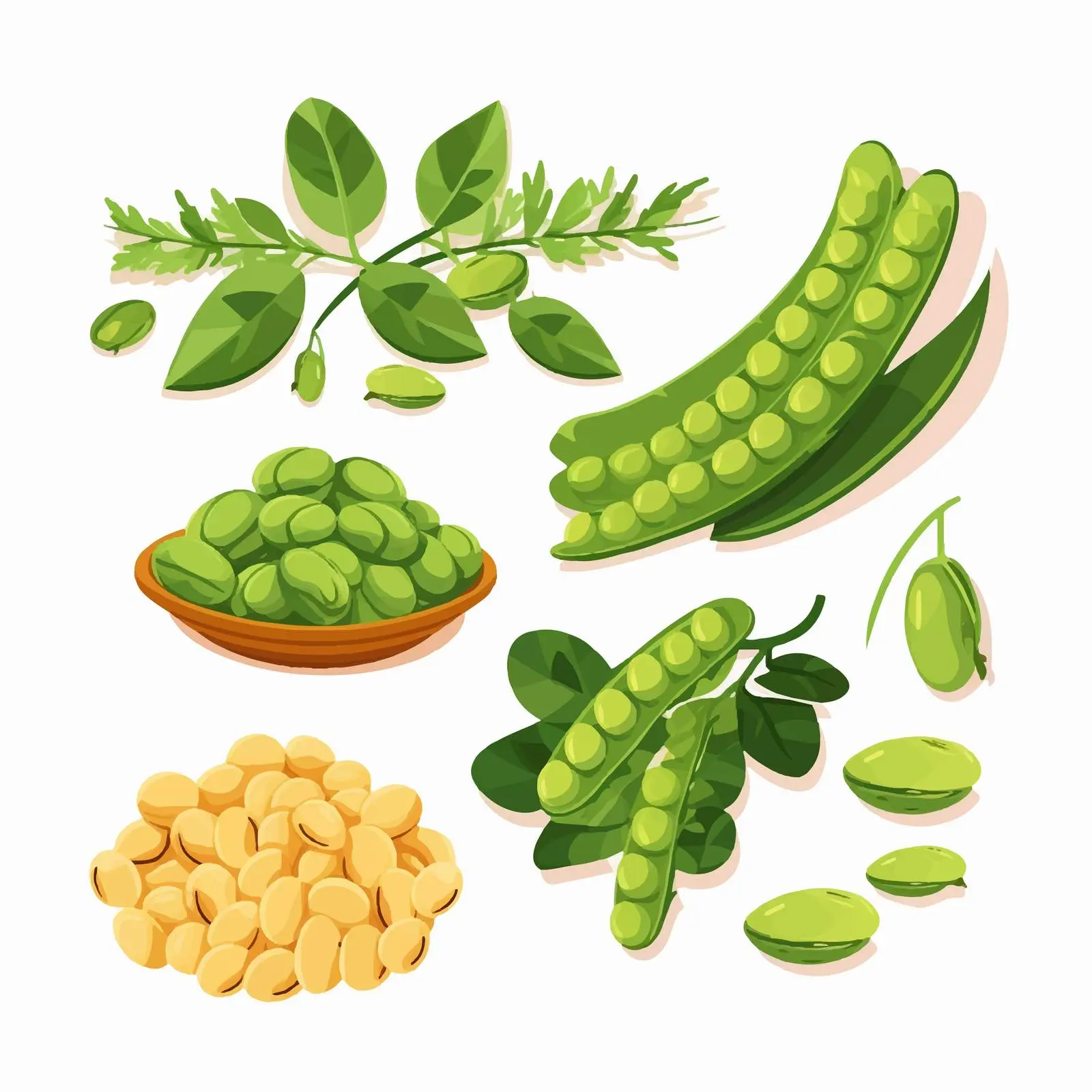 Fresh Chickpea Plant Vector Illustration — free download from Dotvec