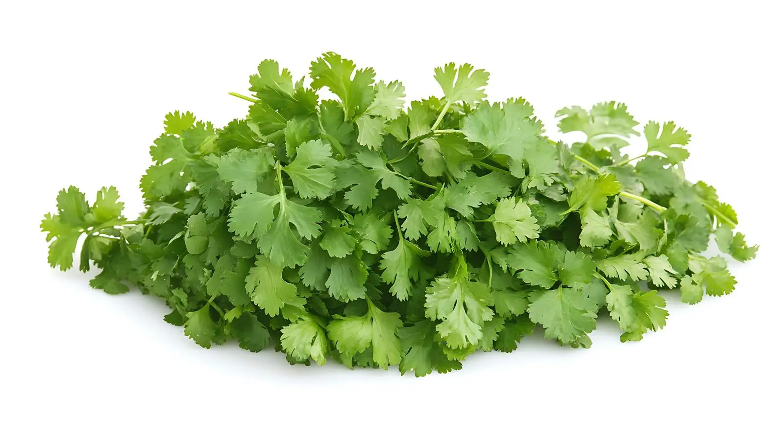 Cilantro in Hispanic Cuisine — free download from Dotvec