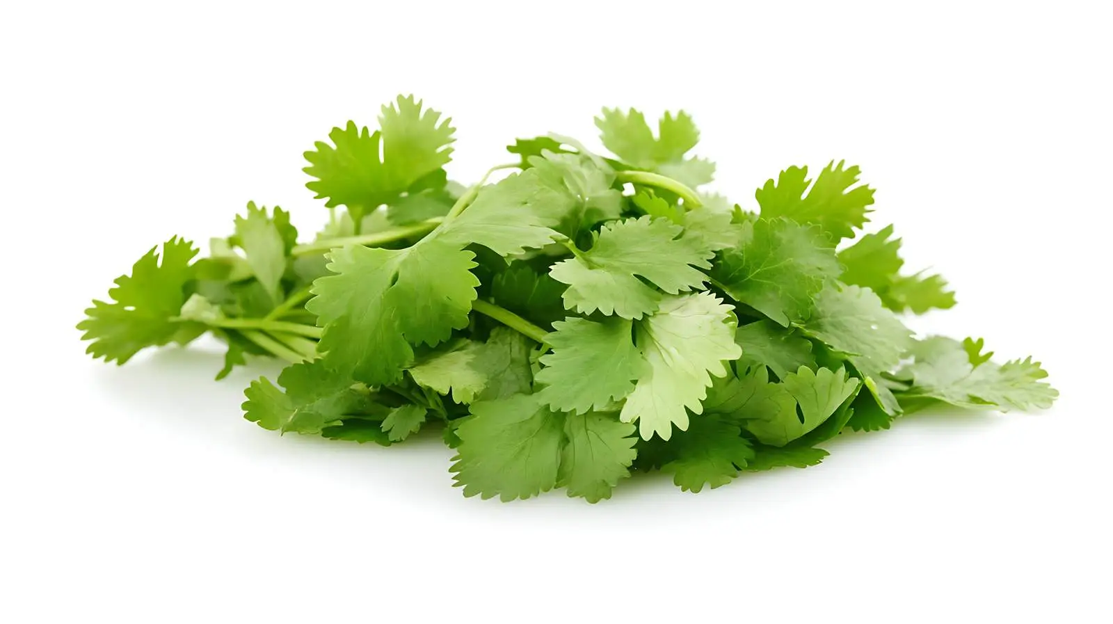 Cilantro in Hispanic Cuisine — free download from Dotvec