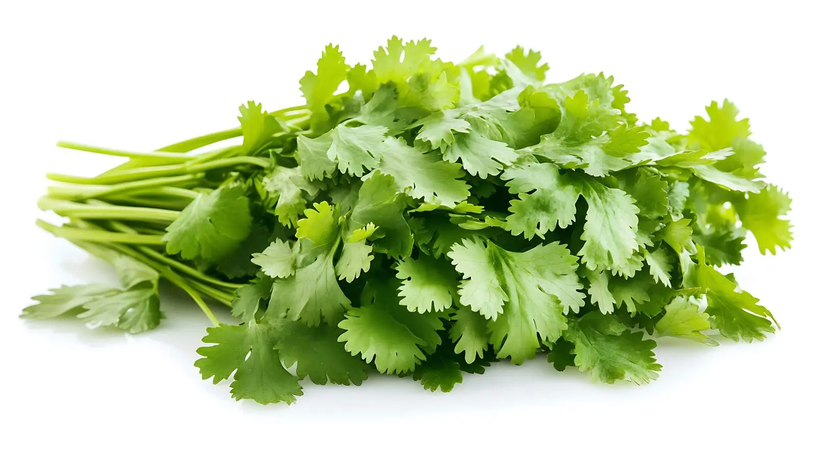 Cilantro in Hispanic Cooking — free download from Dotvec