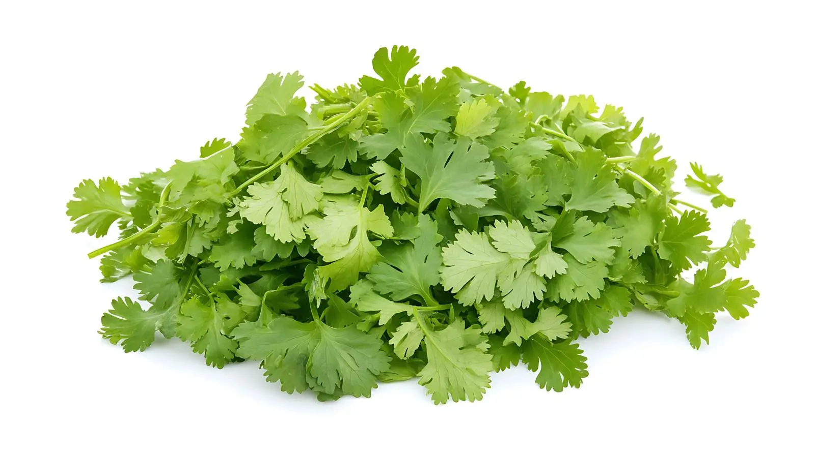 Cilantro: Staple in Hispanic Cooking — free download from Dotvec