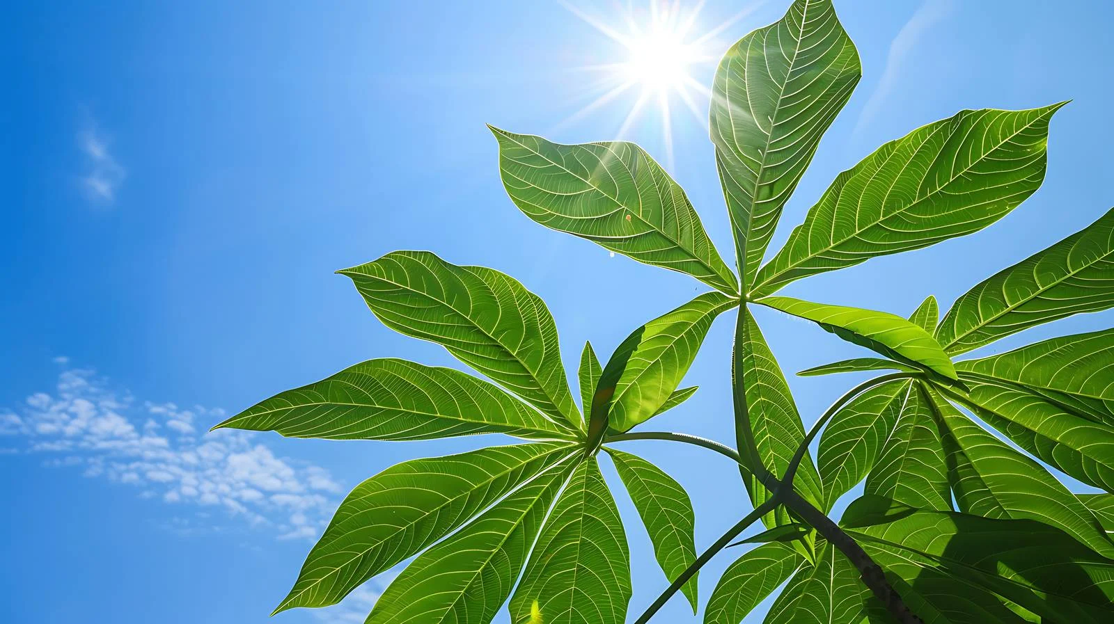 Vibrant Cassava Leaf in Sunlight — free download from Dotvec