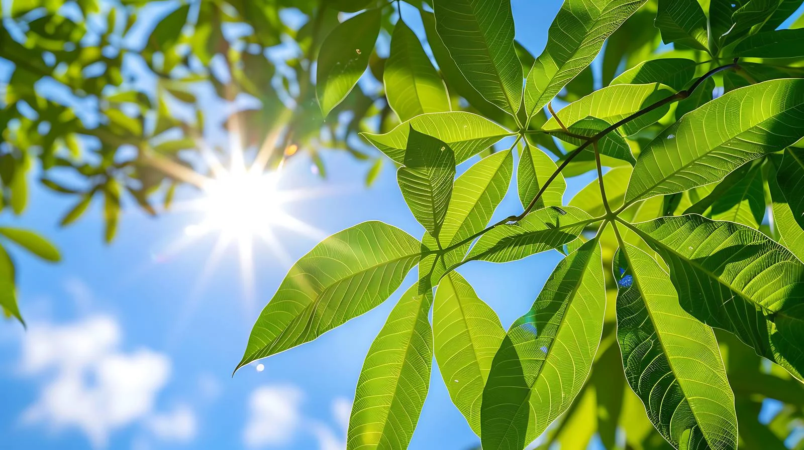 Close-up Cassava Leaf and Sunlight — free download from Dotvec
