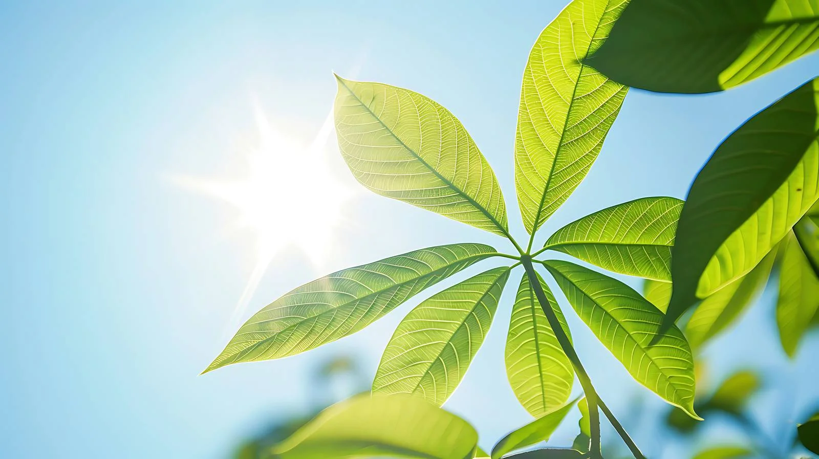 Close-up Cassava Green Leaf in Sunlight — free download from Dotvec