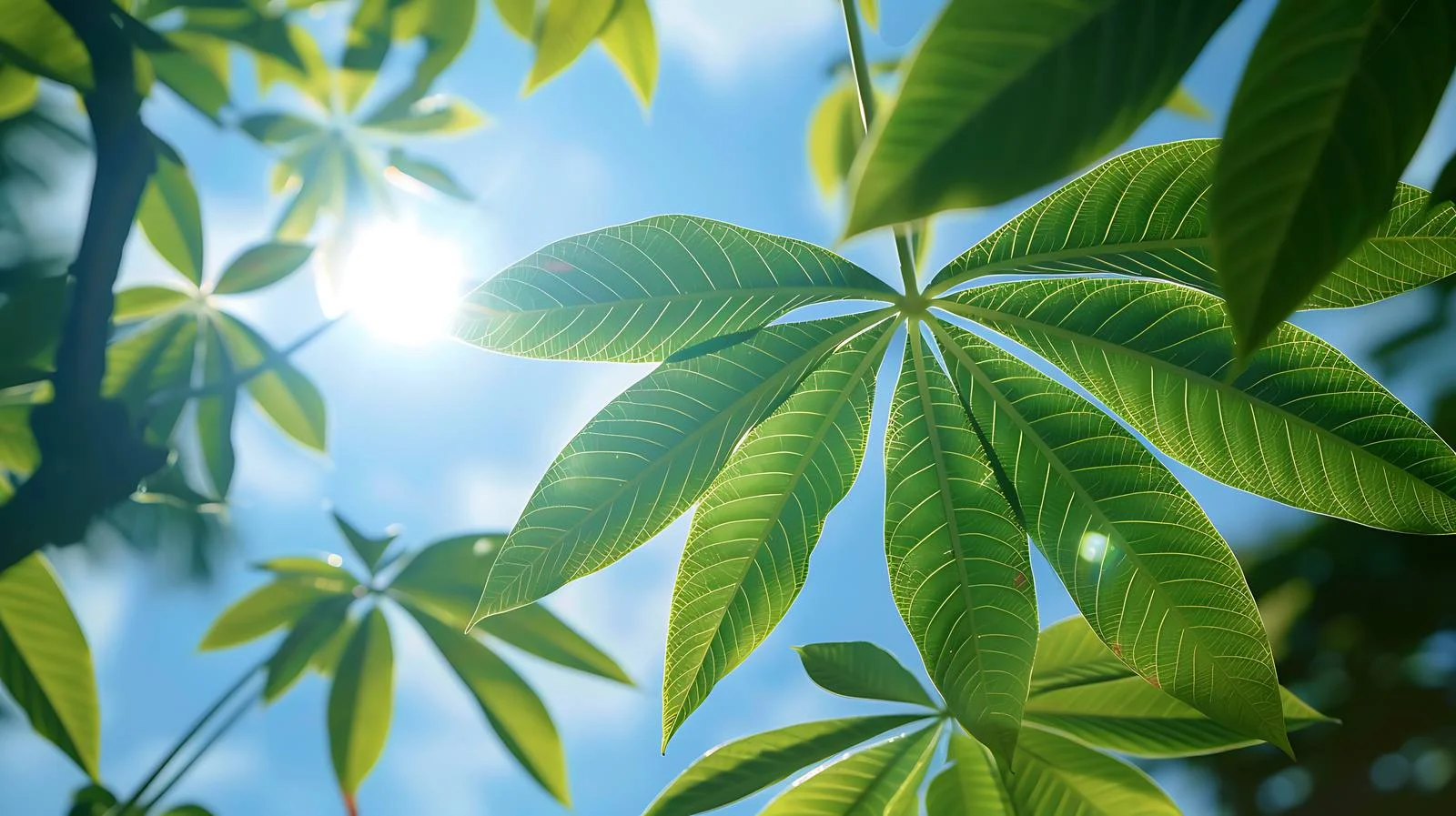 Close-up Cassava Green Leaf with Sunlight — free download from Dotvec