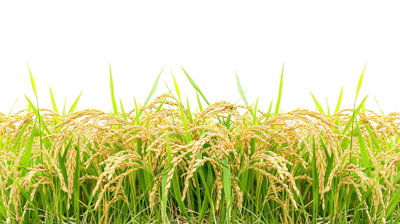 Close-Up Harvest Scene — free download from Dotvec