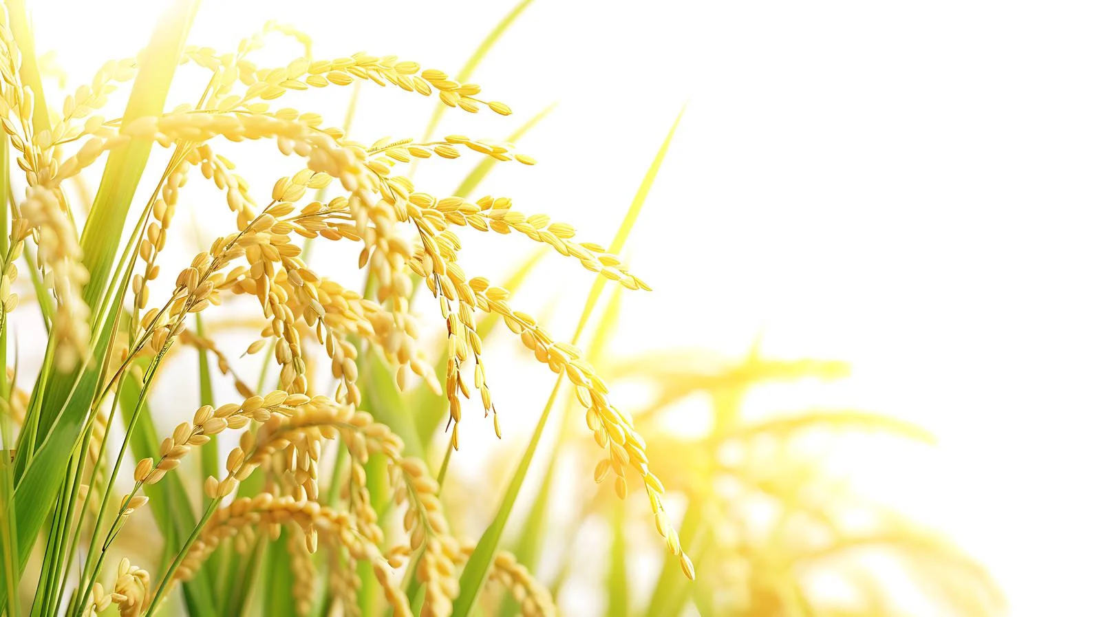 Vibrant Rice and Green Leaves Close-Up — free download from Dotvec