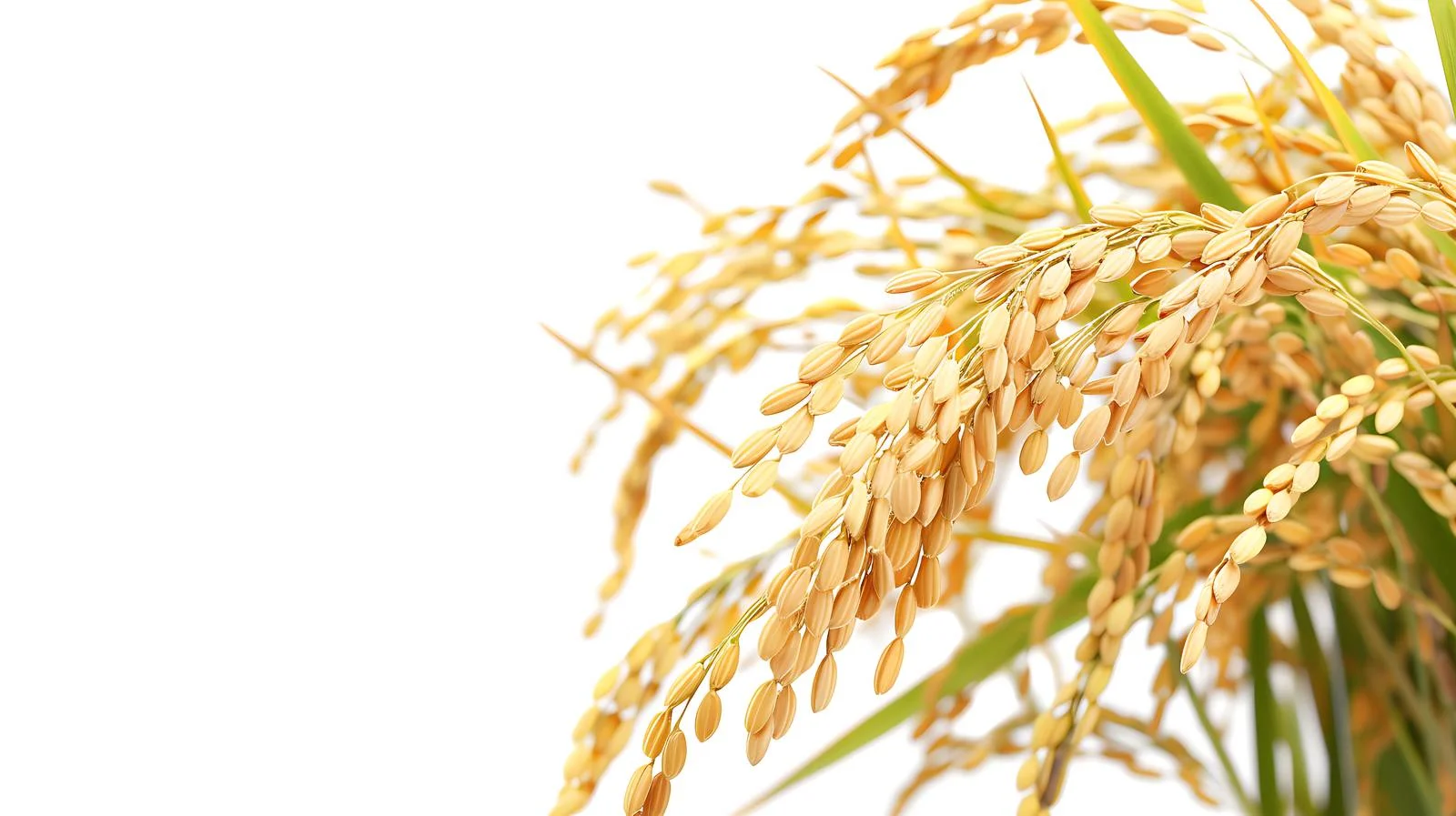 Close-up Gold Rice Seed and Leaves — free download from Dotvec