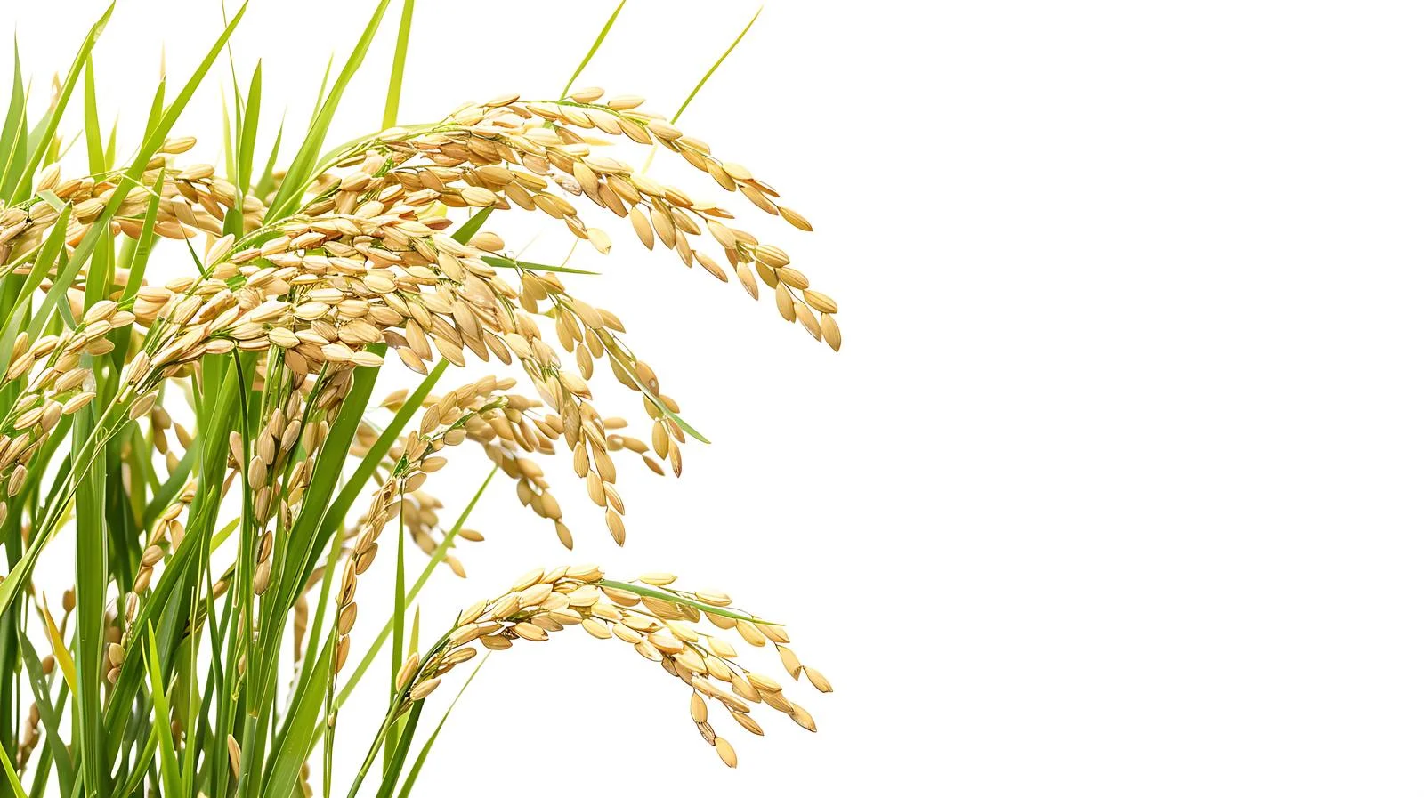 Rice Seed and Leaves Close-Up — free download from Dotvec