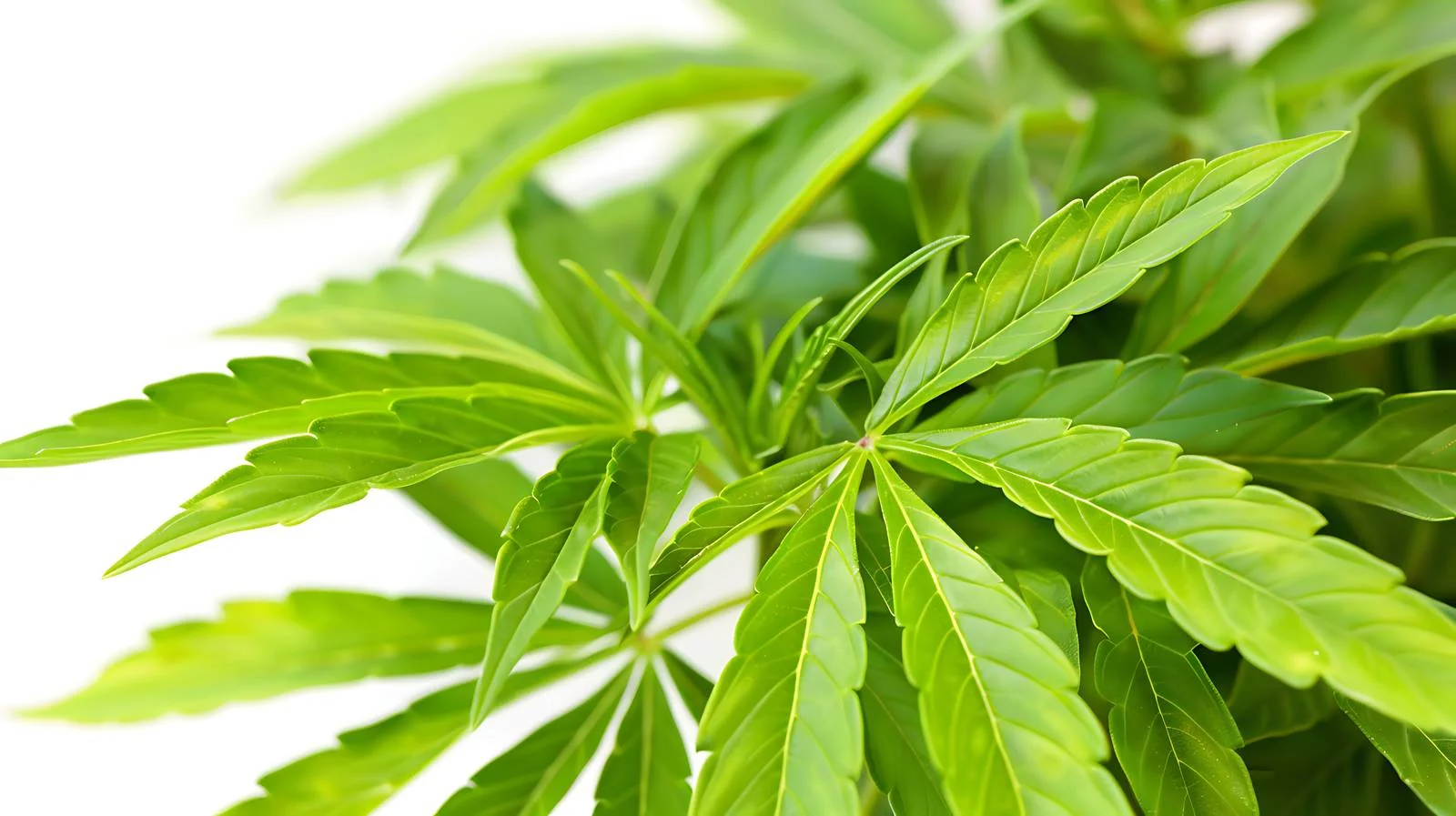 Detailed View of Cannabis Plant in Washington — free download from Dotvec