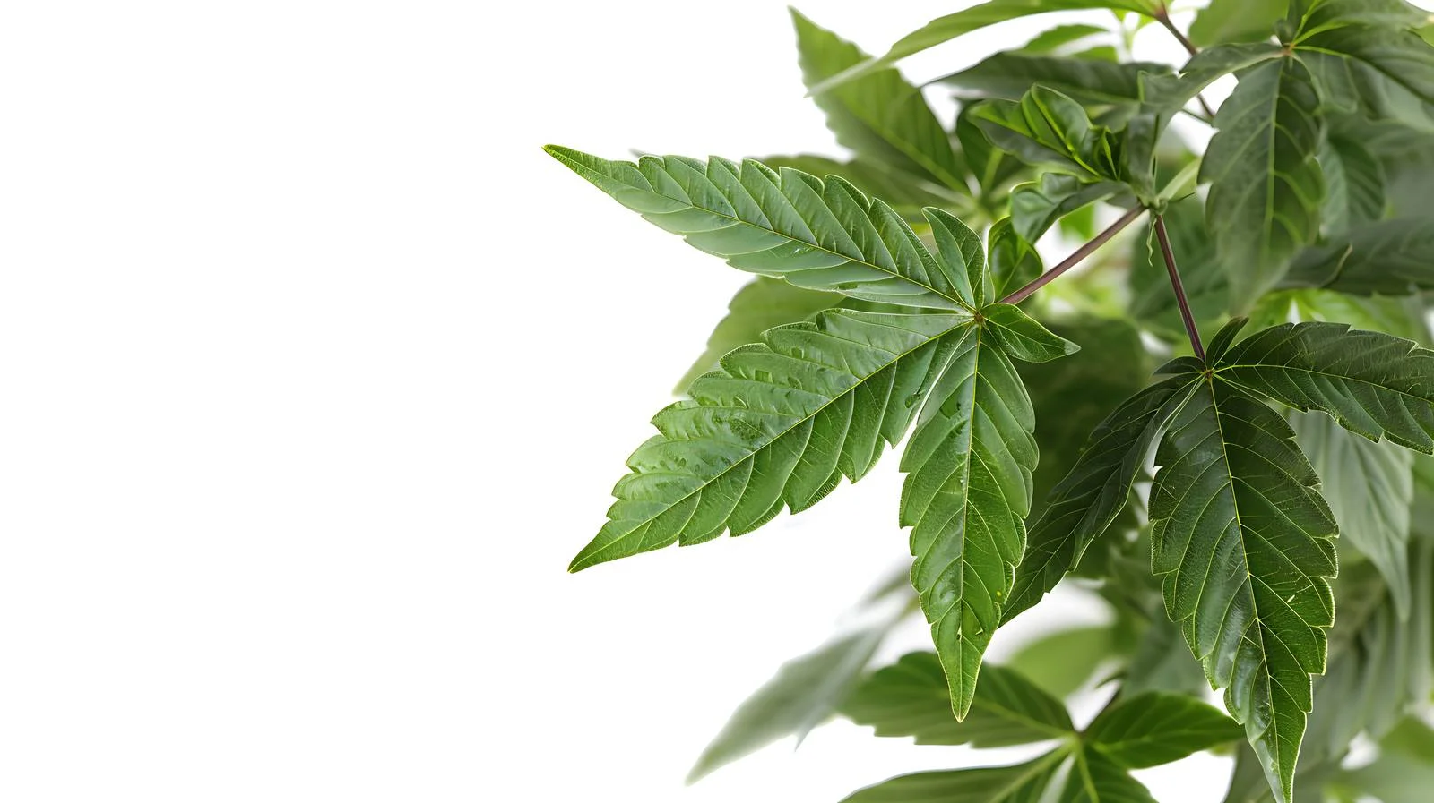 Lush Marijuana Leaves in Washington State — free download from Dotvec