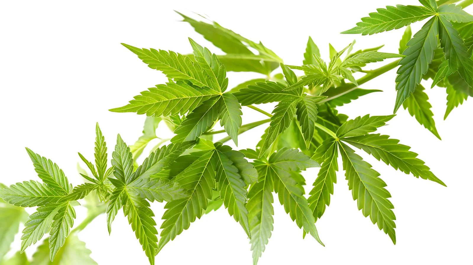 Vibrant Marijuana Leaves Close-up in Washington — free download from Dotvec