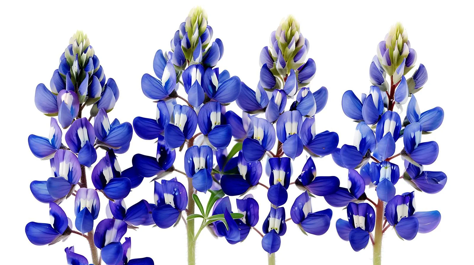 Vibrant Texas Bluebonnet Wildflowers Close-Up — free download from Dotvec