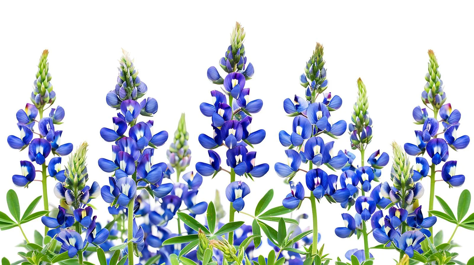 Vibrant Texas Bluebonnet Wildflowers Close-Up — free download from Dotvec