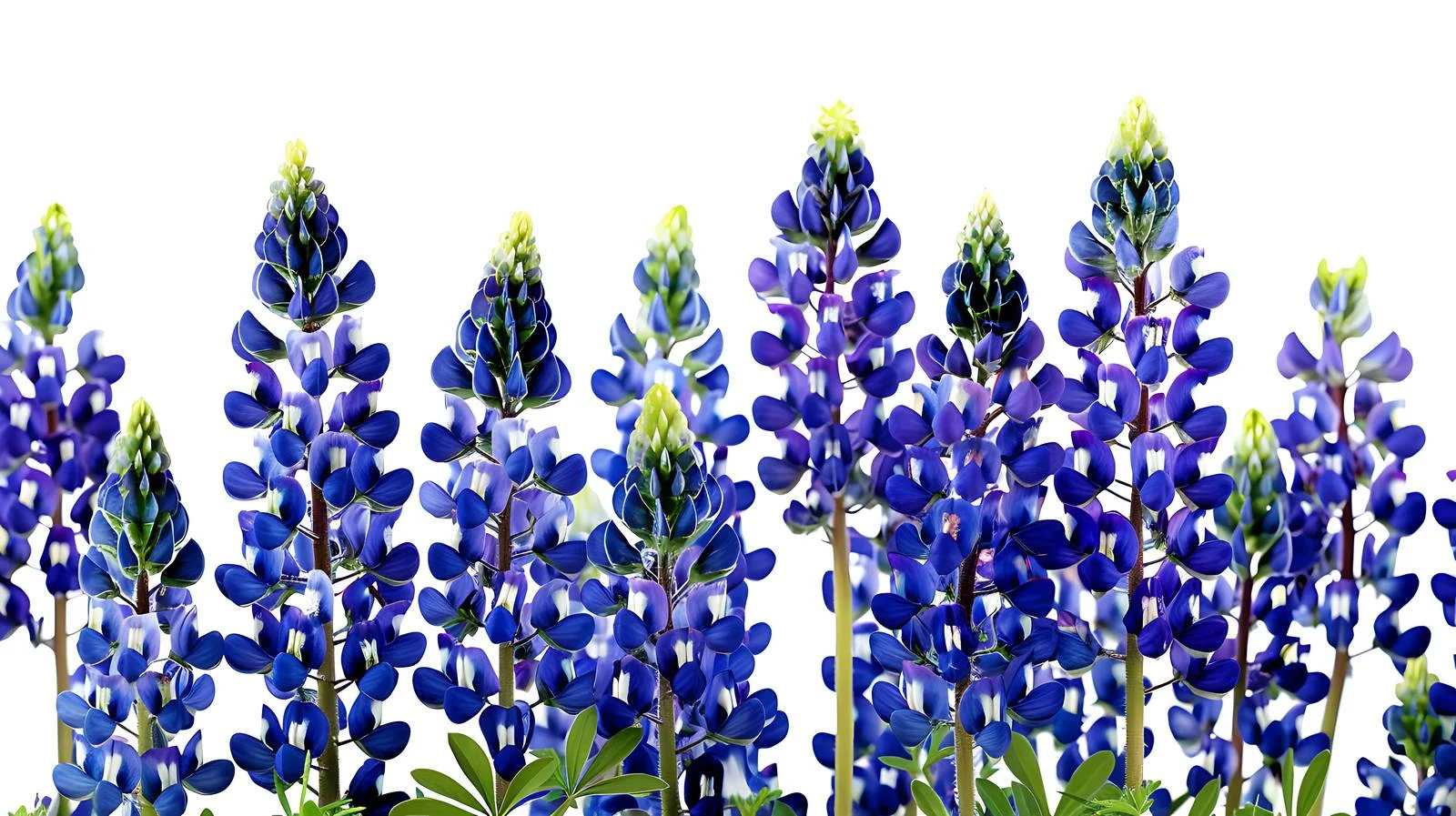 Vibrant Texas Bluebonnet Wildflowers Close-Up Isolated — free download from Dotvec