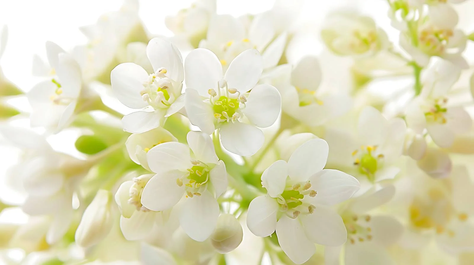 Delicate White Blooms Outdoors Close-up — free download from Dotvec
