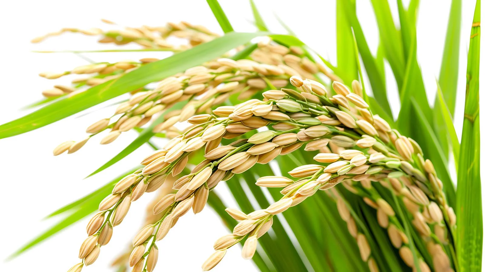 Rice Seed and Green Leaves Close-up — free download from Dotvec