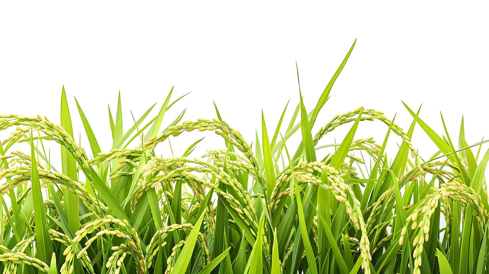 Close-up Rice Seed with Green Leaves — free download from Dotvec