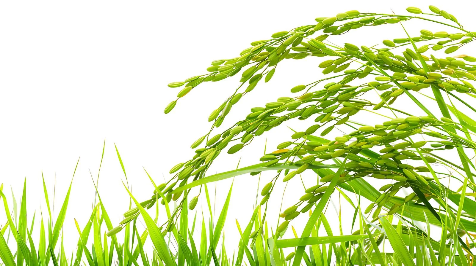 Rice Seed and Green Leaves Close-Up — free download from Dotvec
