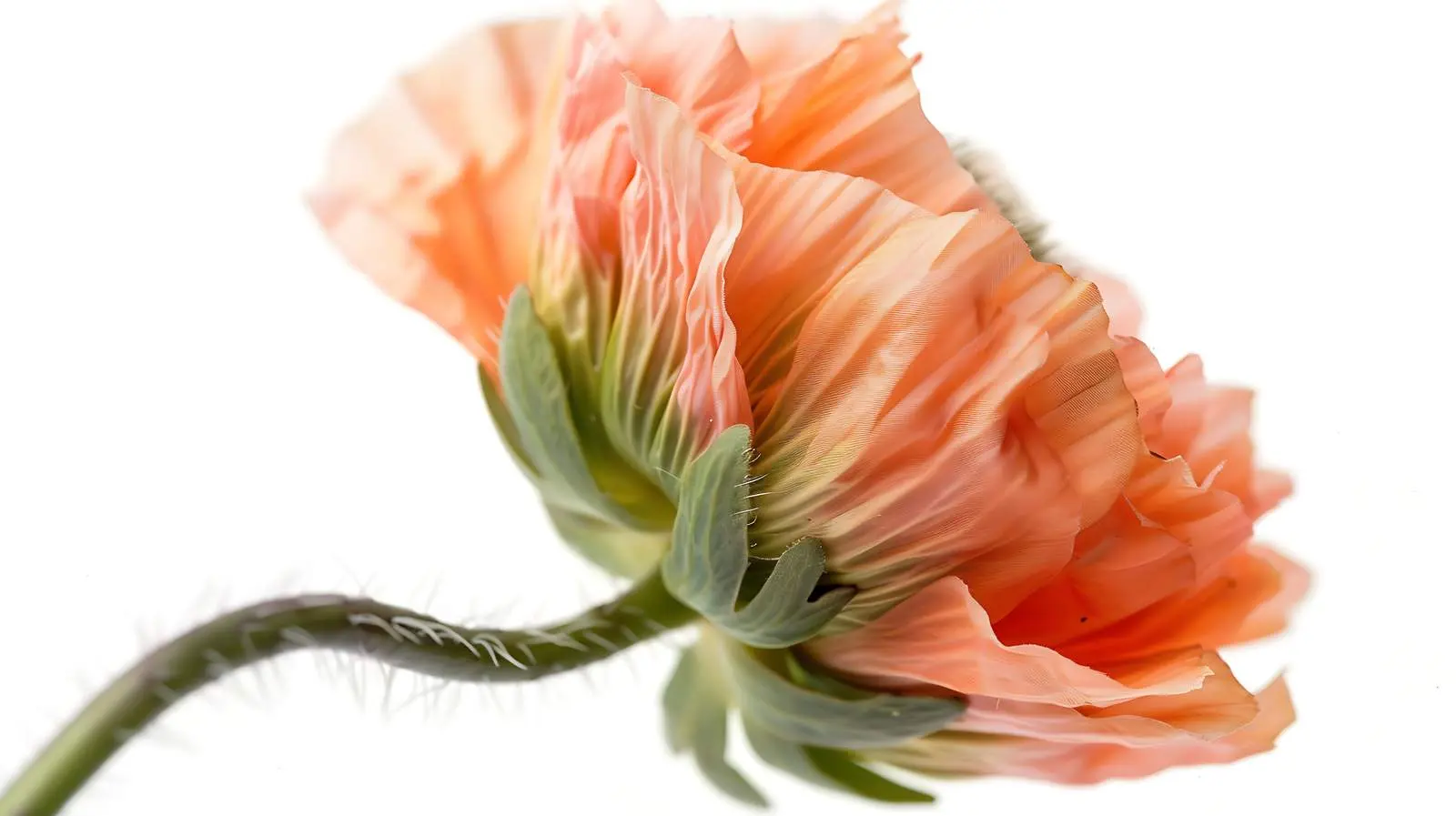 Peachy Poppy Flower Bud Close-Up Photography — free download from Dotvec
