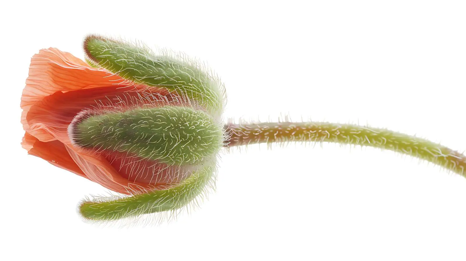 Close-Up of Peach Poppy Flower Bud — free download from Dotvec