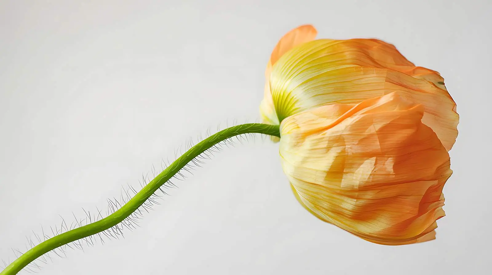 Close-Up of Peachy Poppy Flower Bud — free download from Dotvec