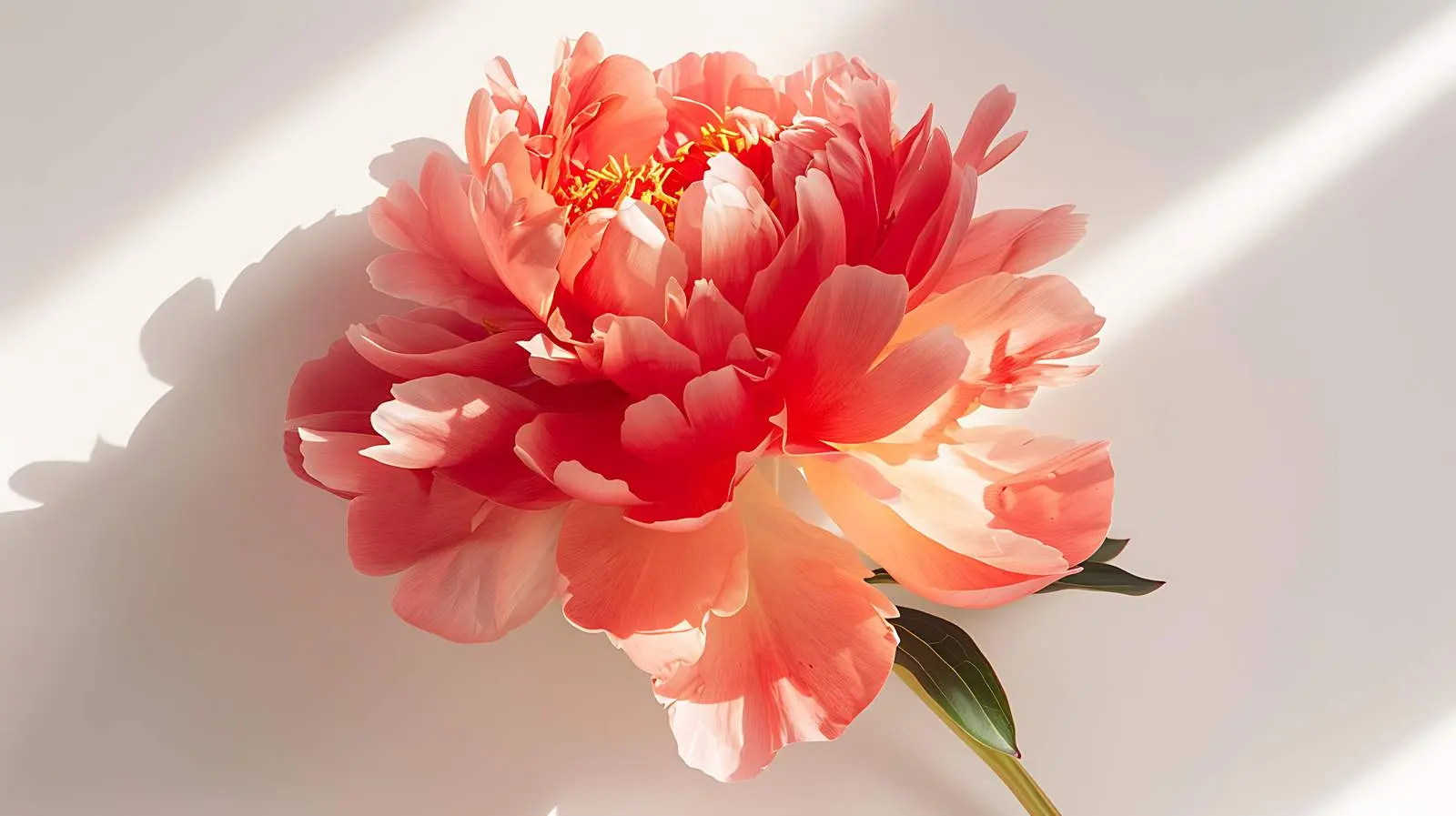 Closeup of Beautiful Yellow Flowers — free download from Dotvec