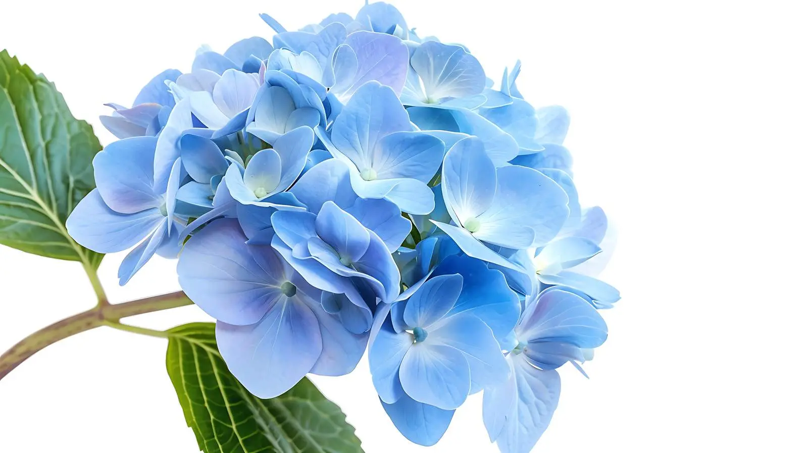 Closeup of Blue Hydrangea Flower on White Background — free download from Dotvec