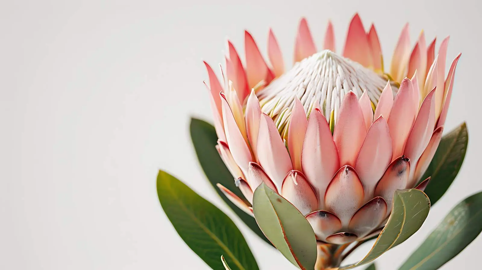 Closeup of Blurred Beautiful Protea Flower — free download from Dotvec
