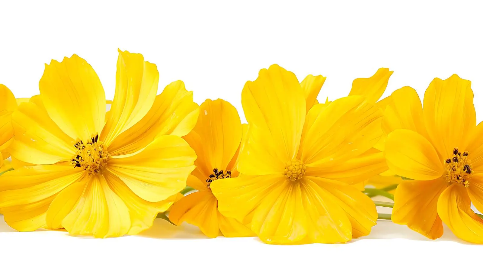 Closeup of Chamomile Daisy Flowers on White Background — free download from Dotvec
