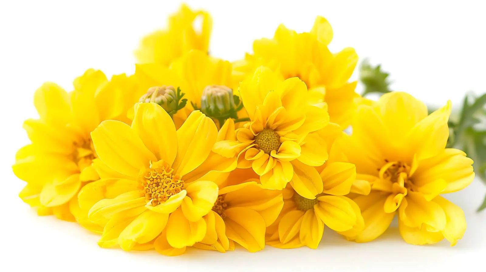 Closeup of Chamomile Daisy Flowers on White Background — free download from Dotvec