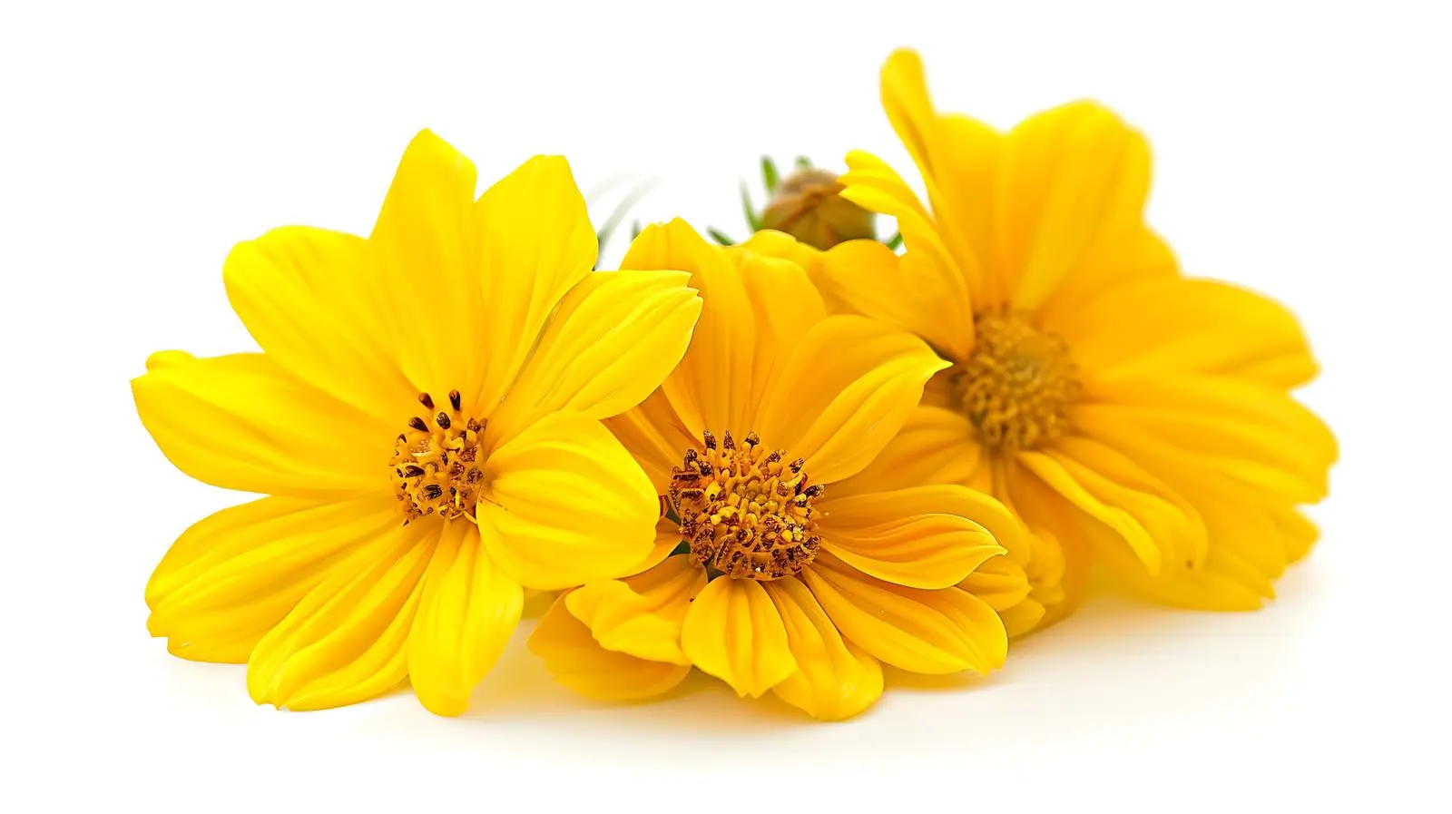Closeup of Chamomile Daisy Flowers on White Background — free download from Dotvec