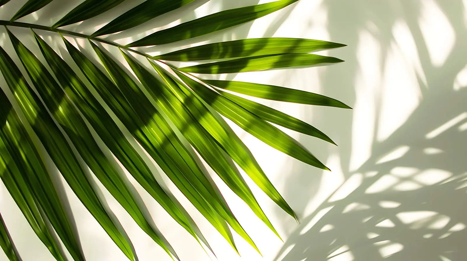 Exotic Tropical Palm Leaf Closeup with Reflections — free download from Dotvec