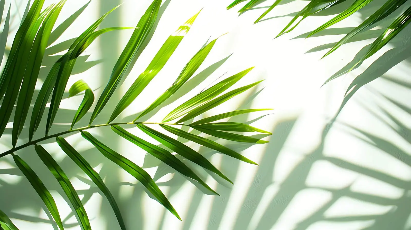 Closeup of Tropical Palm Leaf with Reflections — free download from Dotvec
