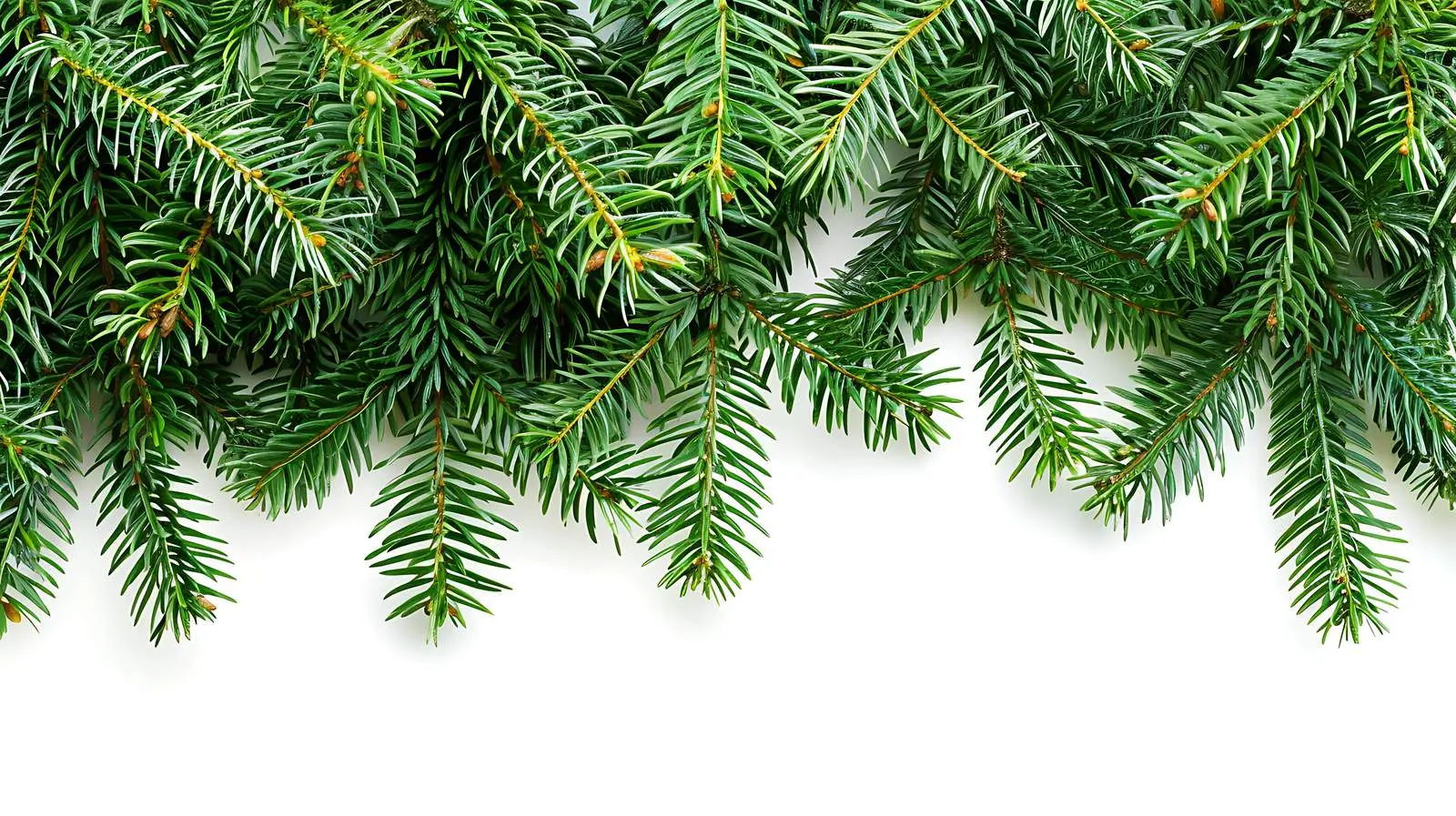 Closeup of Fir Pine Tree Branches on White Background – free fir image from Dotvec