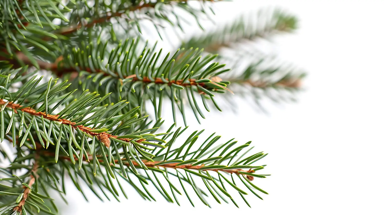 Closeup of Fir Pine Tree Branches on White Background — free download from Dotvec