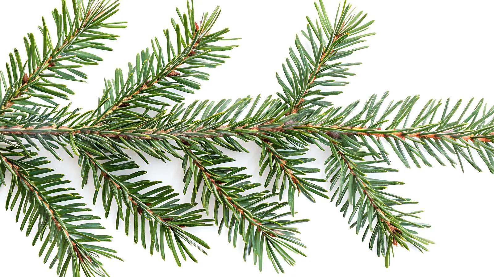 Closeup of Fir Pine Tree Branches on White Background — free download from Dotvec
