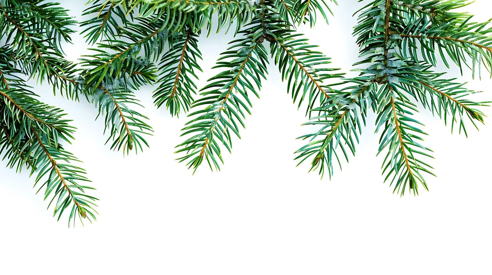 Closeup of Fir Pine Tree Branches on White — free download from Dotvec
