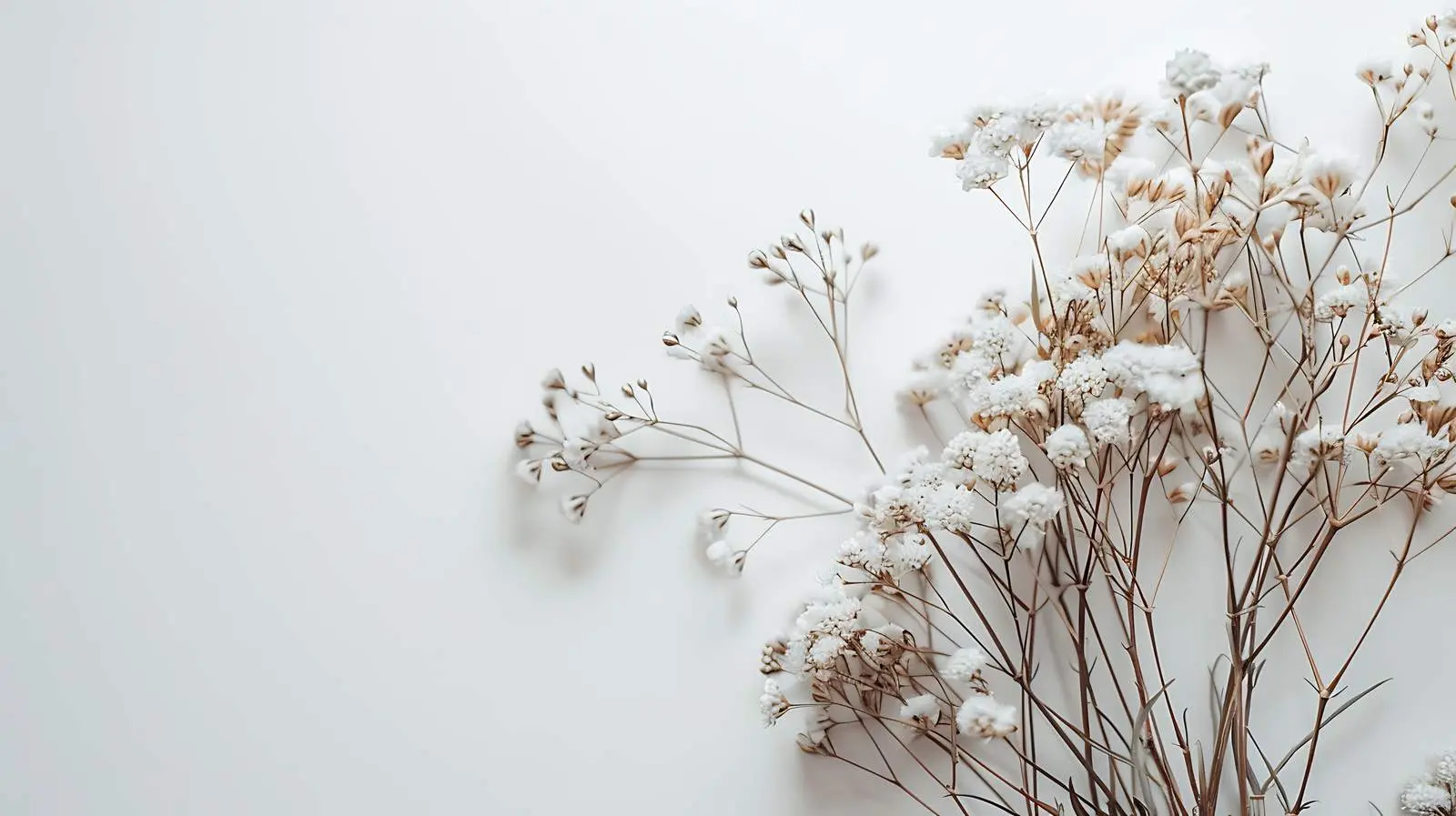 Closeup of Minimal Flower Bouquet on White Background — free download from Dotvec