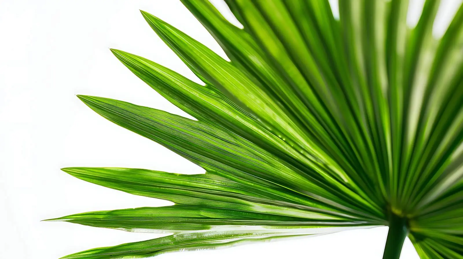 Closeup of Tropical Palm Leaf in Summer – free diversity image from Dotvec