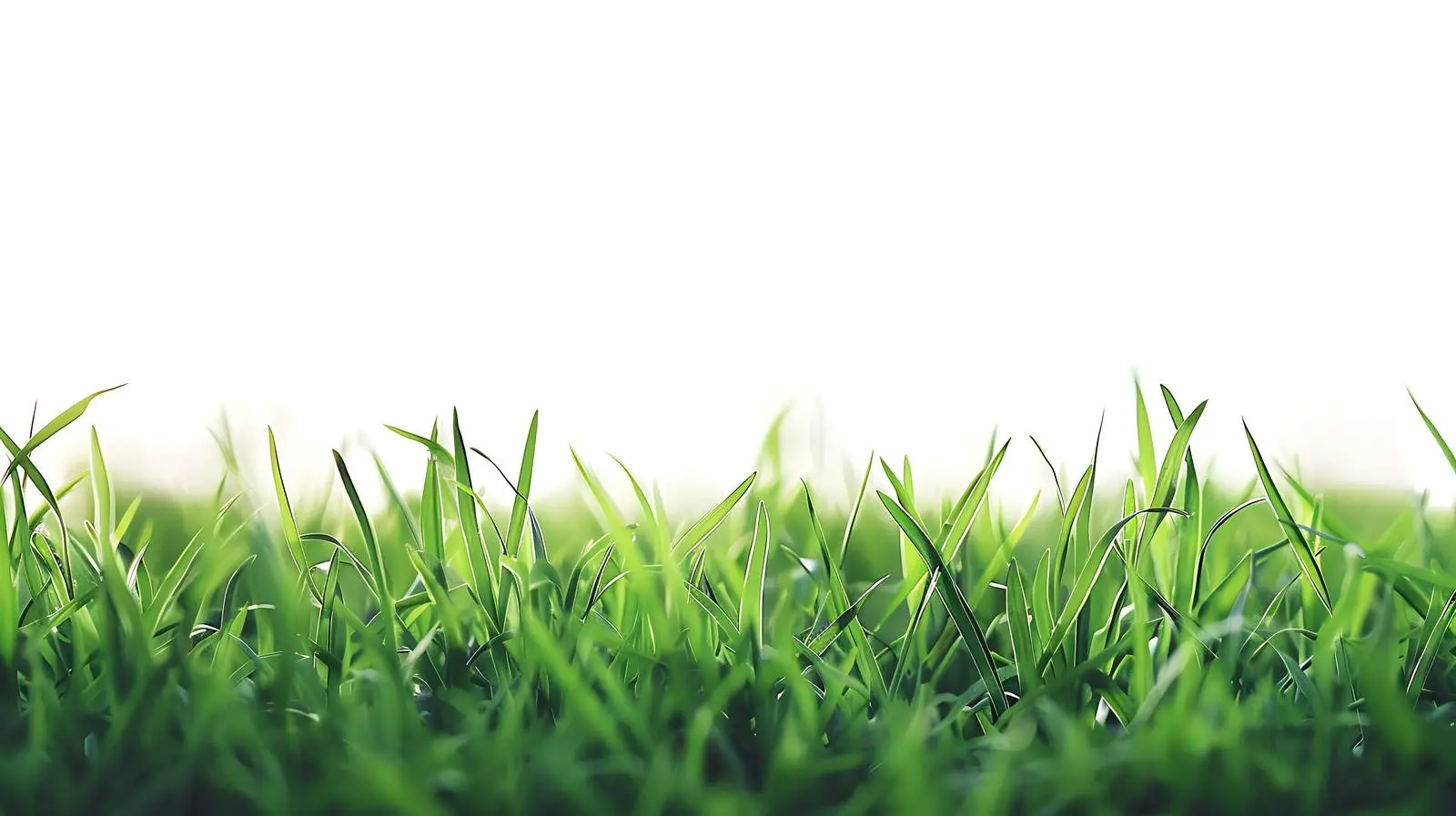 Closeup of Green Grass Field in Summer — free download from Dotvec